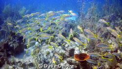 Schooling Yellowtails by Dave Difiore 
